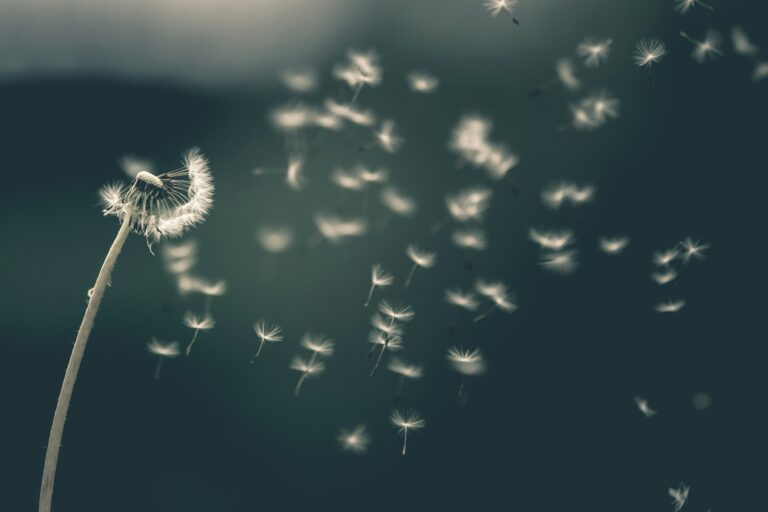 A close-up of a dandelion releasing seeds into the air against a soft, blurred background. The seeds, with fluffy white tufts, drift away from the plant, captured in motion. The scene conveys a sense of movement and tranquility.