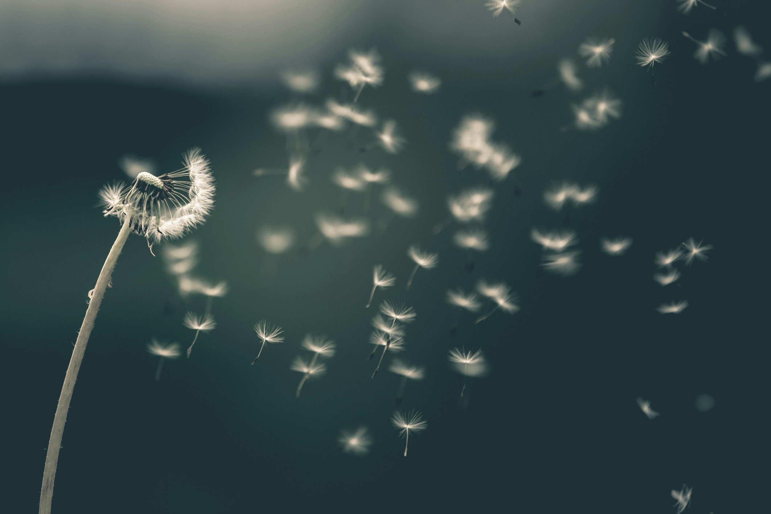 A close-up of a dandelion releasing seeds into the air against a soft, blurred background. The seeds, with fluffy white tufts, drift away from the plant, captured in motion. The scene conveys a sense of movement and tranquility.