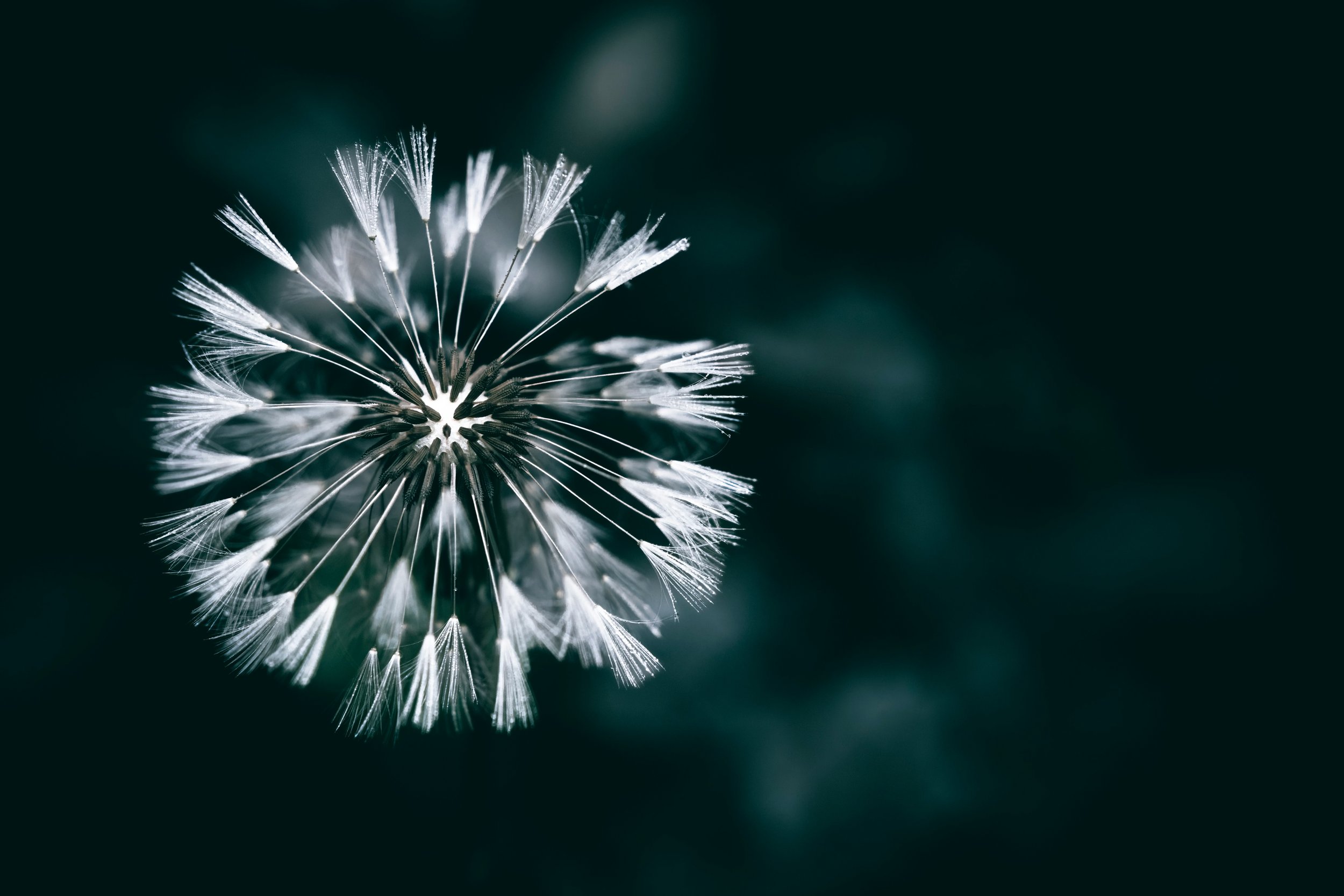 Close-up of a dandelion seed head against a dark, blurred background. The delicate white seeds radiate outward, giving a sense of lightness and fragility.