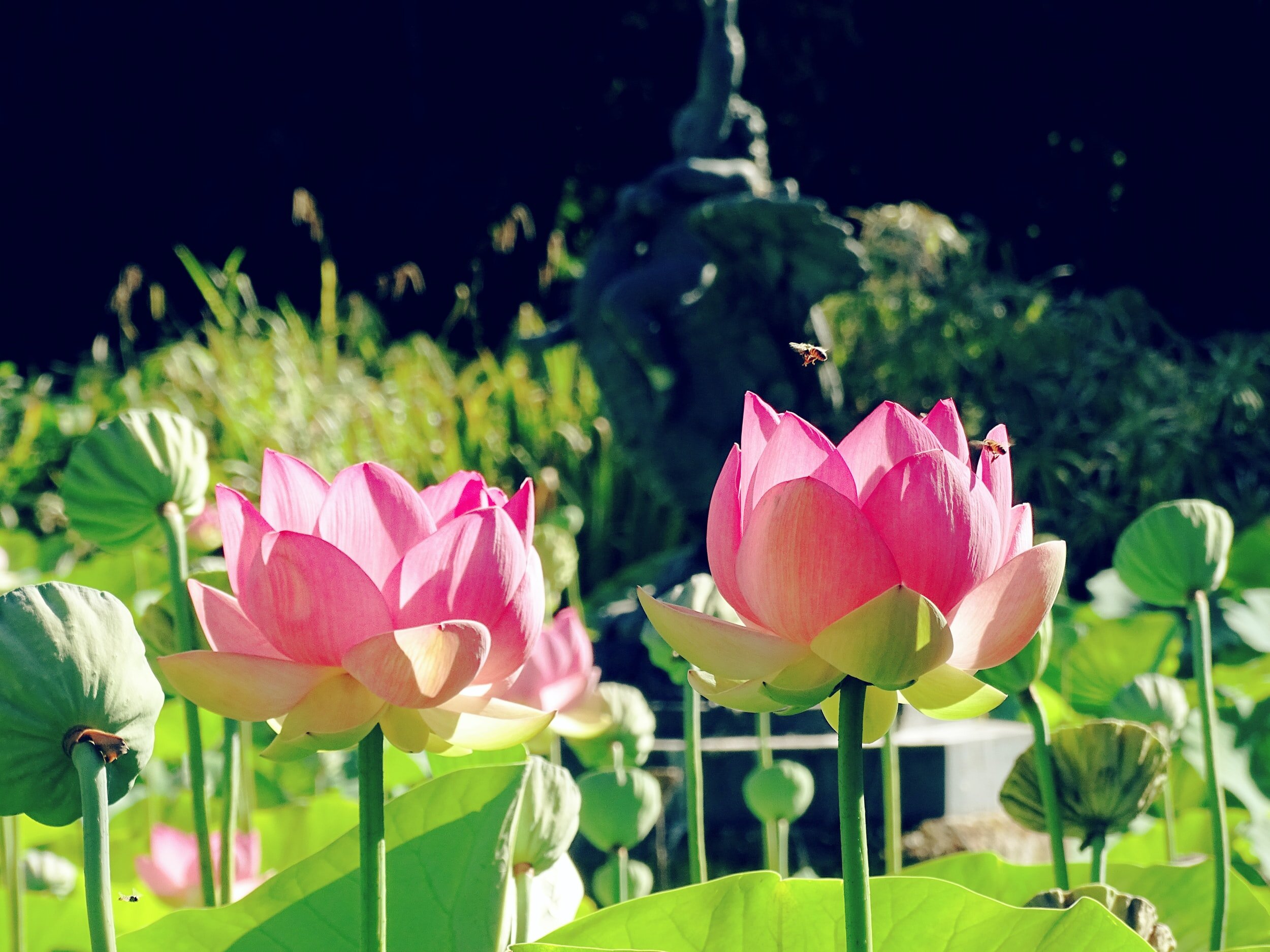 pink roses in a garden