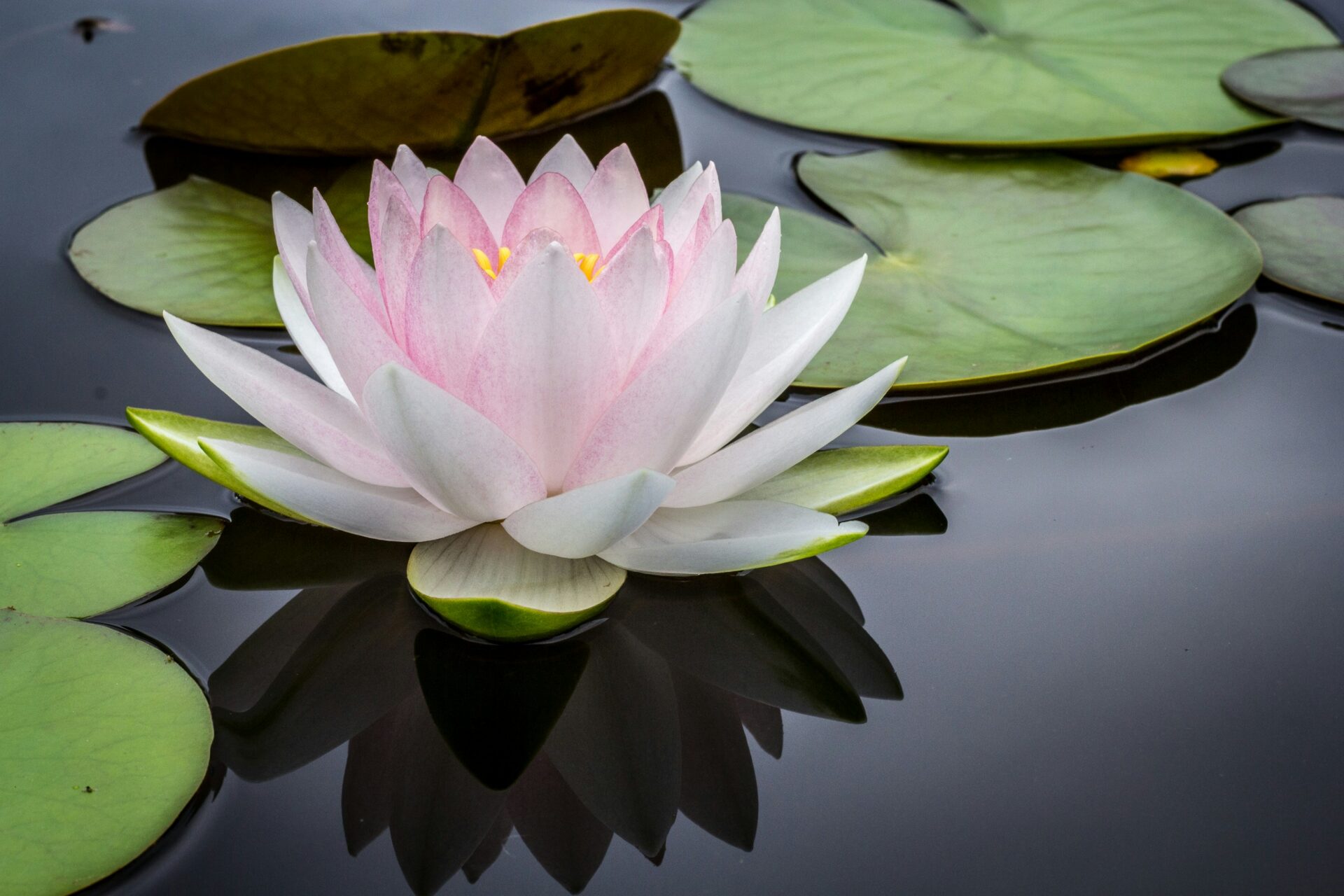 A pink and white water lily floats on calm, dark water surrounded by large green lily pads, with its reflection visible beneath it.
